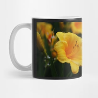 Hemerocallis 'Stella d'Oro'  Daylilies Mug